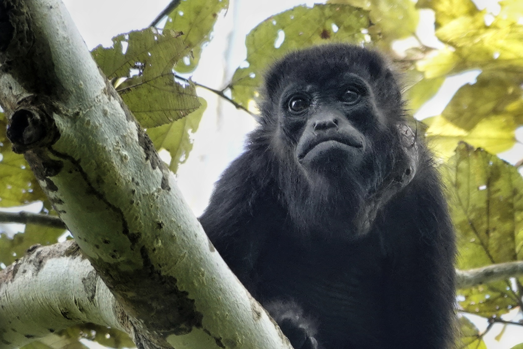 Singe dans les arbres